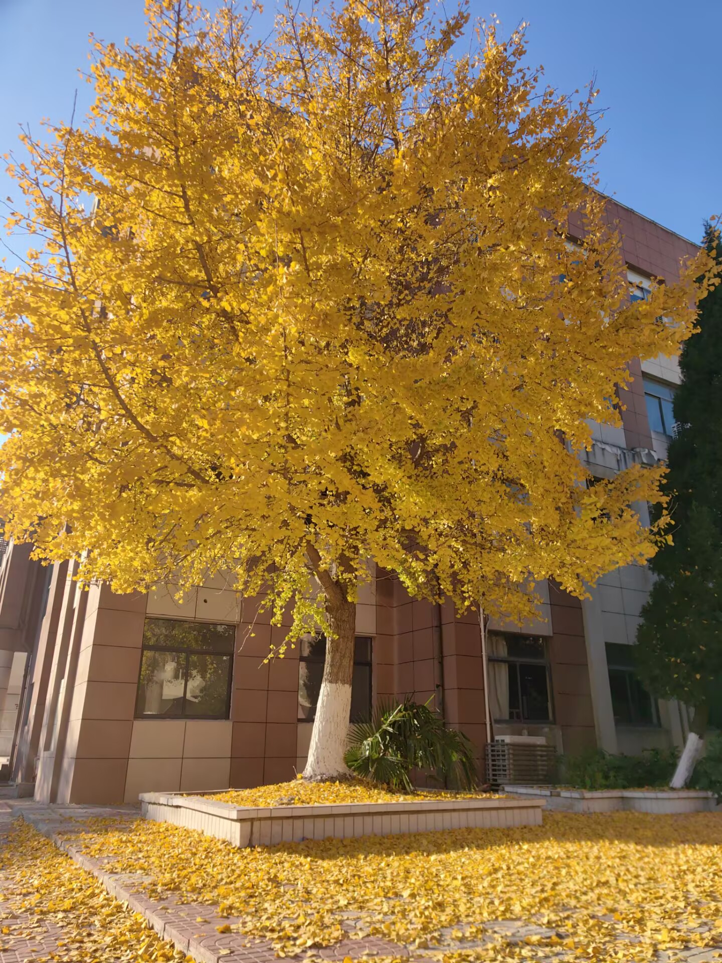 上元中学银杏树.jpeg 上元中学银杏树.jpeg